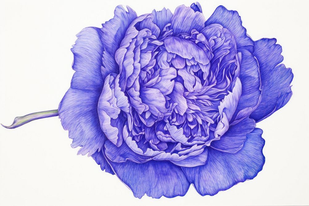 Drawing peony flower sketch plant.