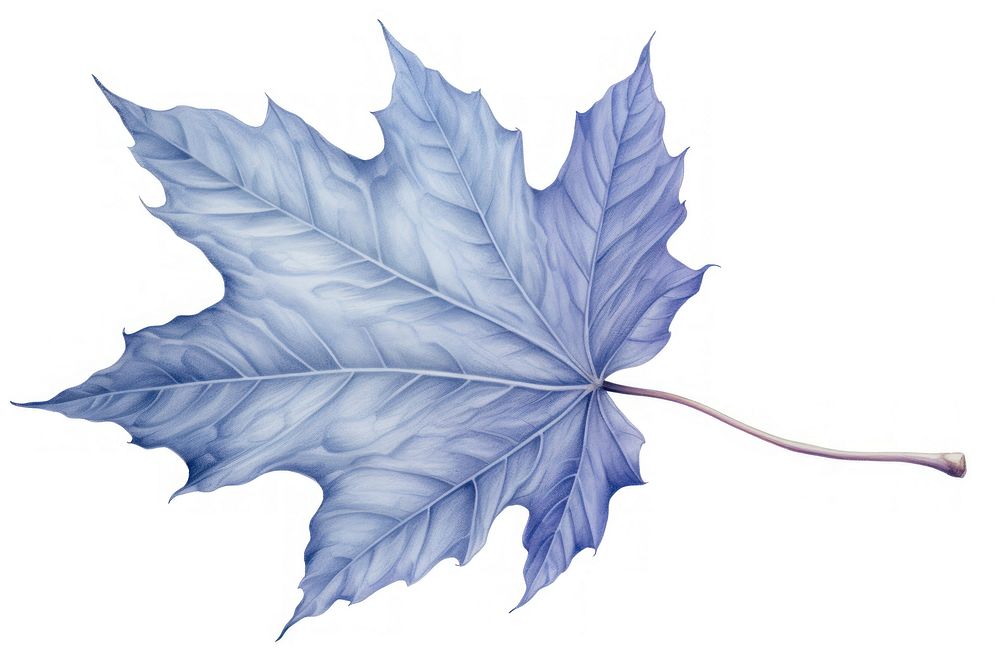 Drawing autumn leaves sketch maple plant.