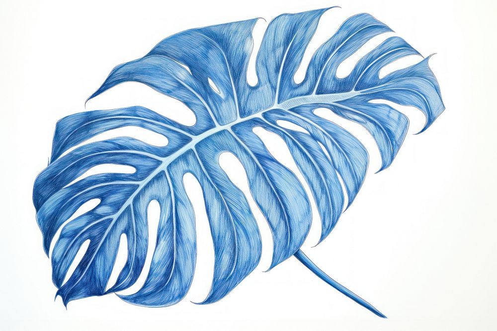 Drawing monstera sketch plant leaf.