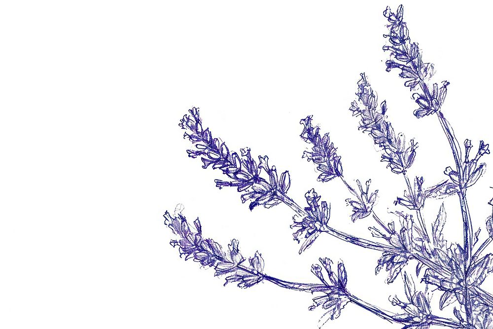 Vintage drawing lavender sketch flower plant.