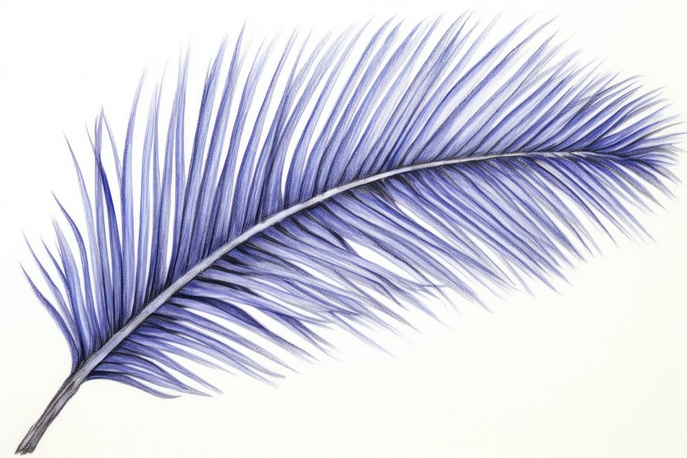 Drawing palm sketch plant leaf.