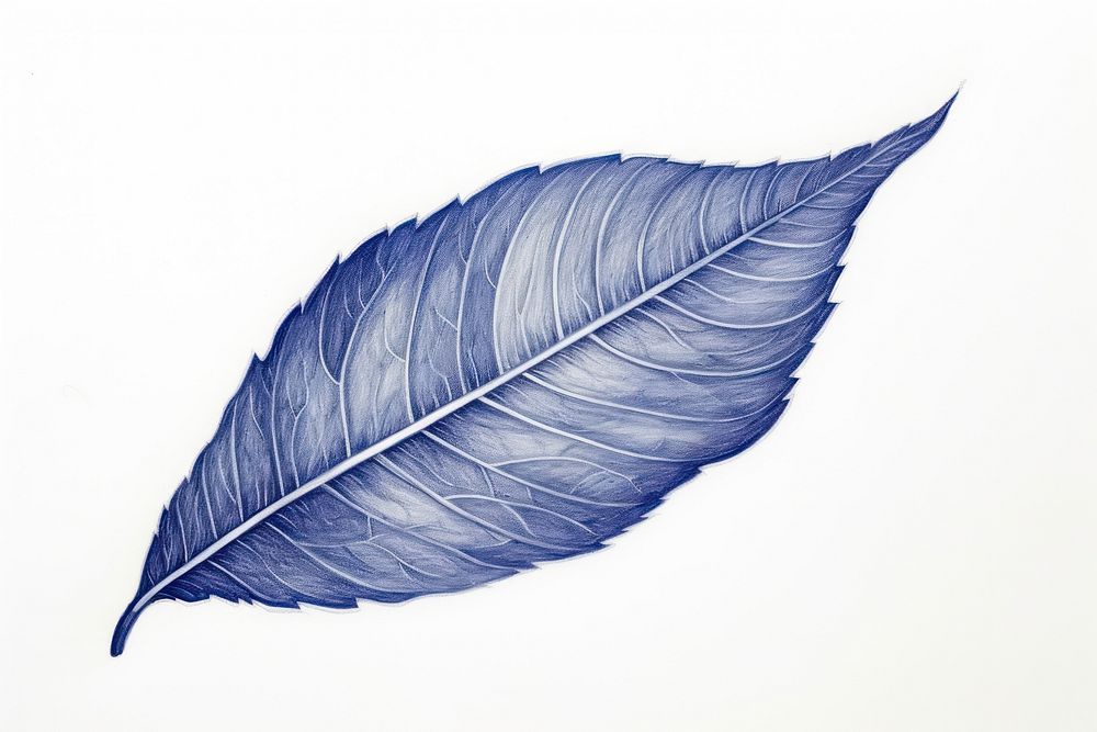 Drawing leaf sketch plant blue.