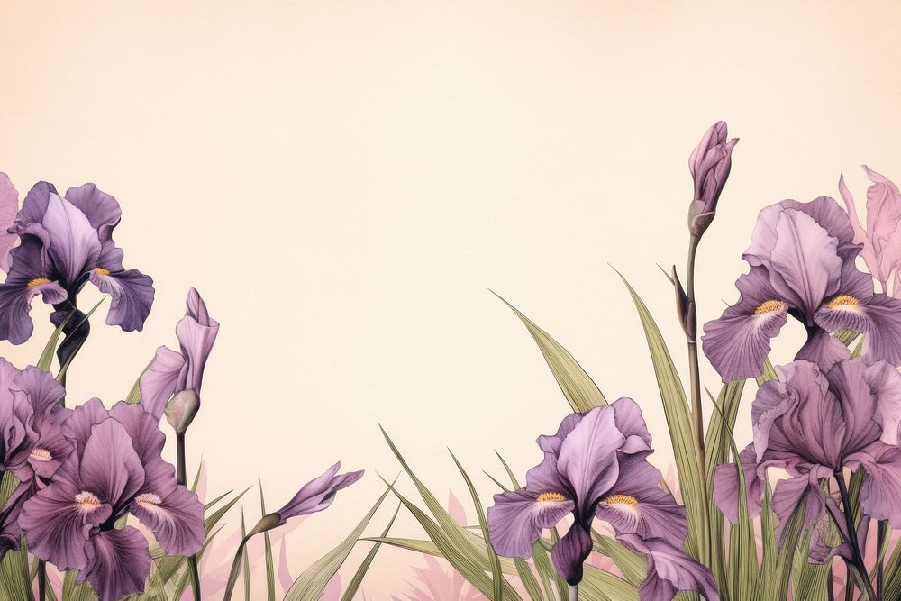 Realistic vintage drawing of Iris border iris blossom flower.