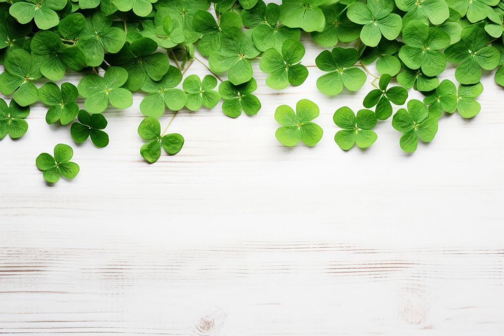 Background with green shamrock on white backgrounds plant herbs.