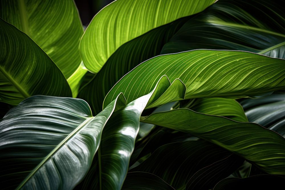  Tropical tree leaves outdoors tropics plant. AI generated Image by rawpixel.