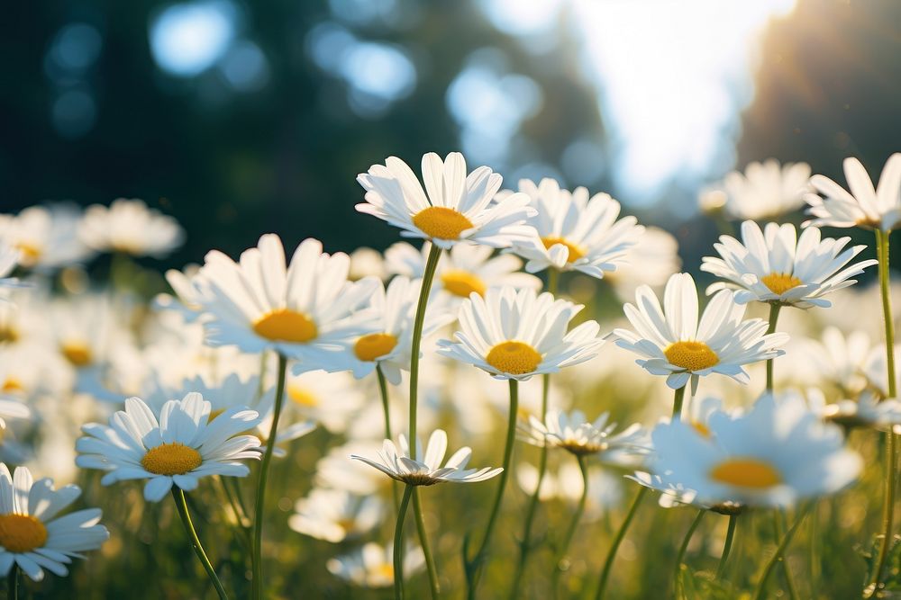  Daisy meadow sunlight outdoors blossom. AI generated Image by rawpixel.