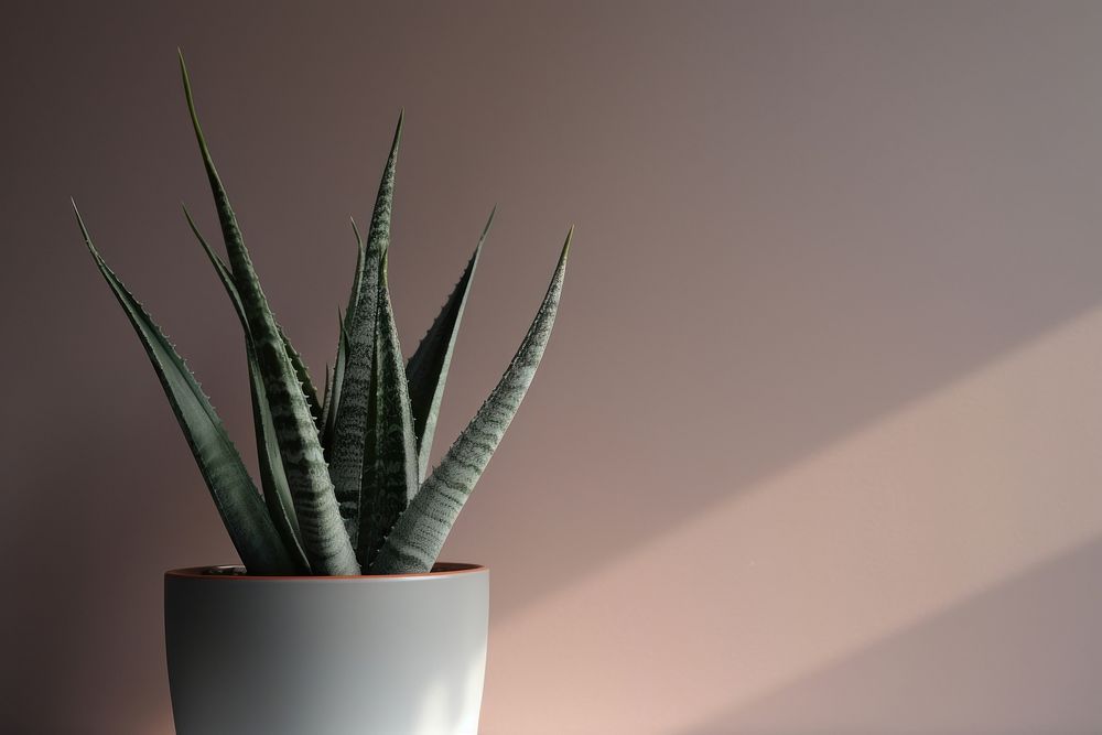 Aloe vera houseplant aloe flowerpot nature. AI generated Image by rawpixel.