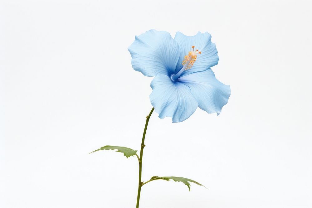 Blue hibiscus blossom flower petal. AI generated Image by rawpixel.