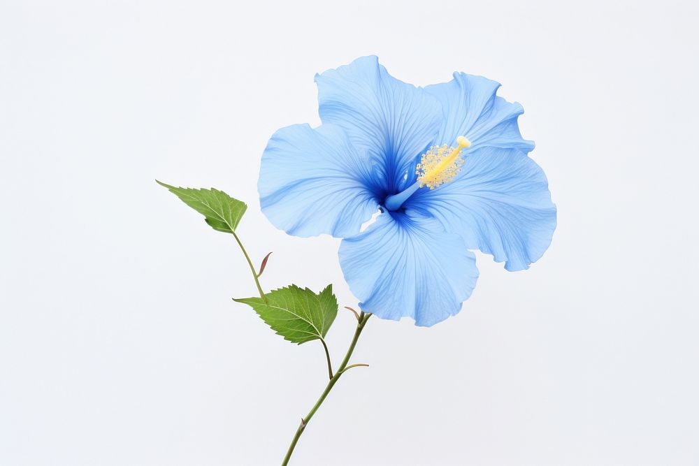 Blue hibiscus flower petal plant. AI generated Image by rawpixel.