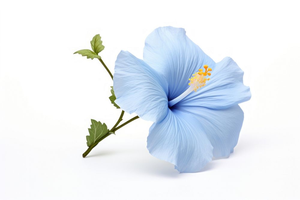 Blue hibiscus blossom flower plant. AI generated Image by rawpixel.