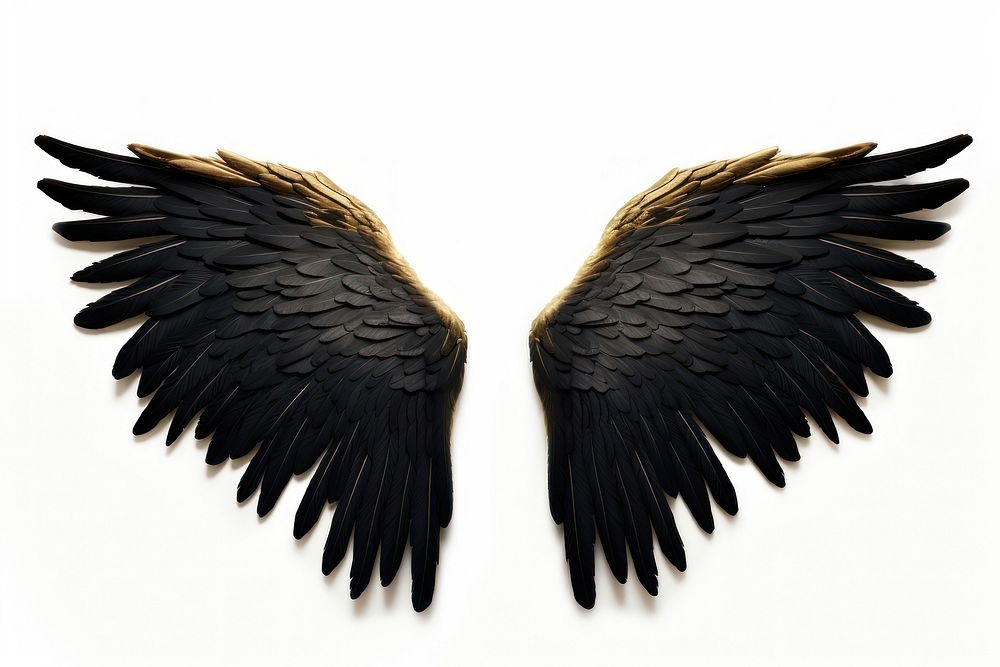 Black and gold angle wing bird white background feather. AI generated Image by rawpixel.
