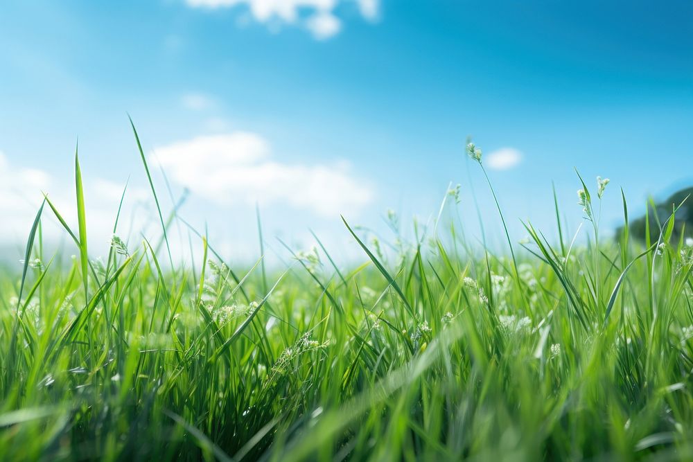  Grass field grassland landscape outdoors. AI generated Image by rawpixel.
