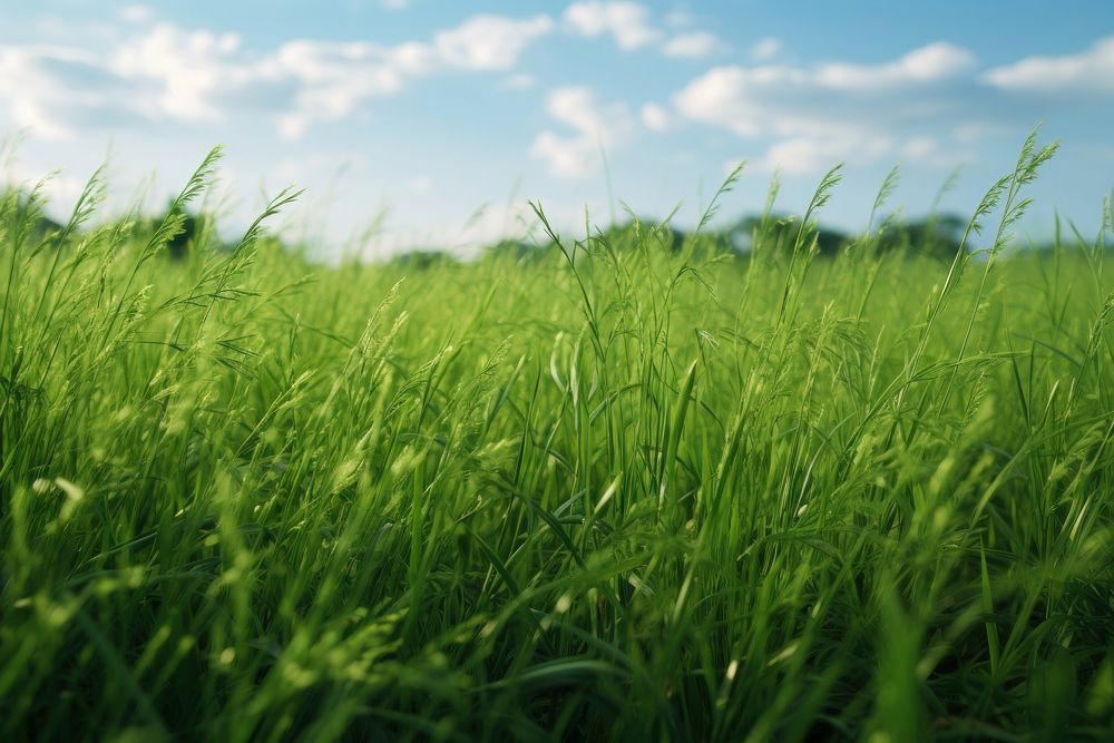  Grass field grassland outdoors nature. AI generated Image by rawpixel.