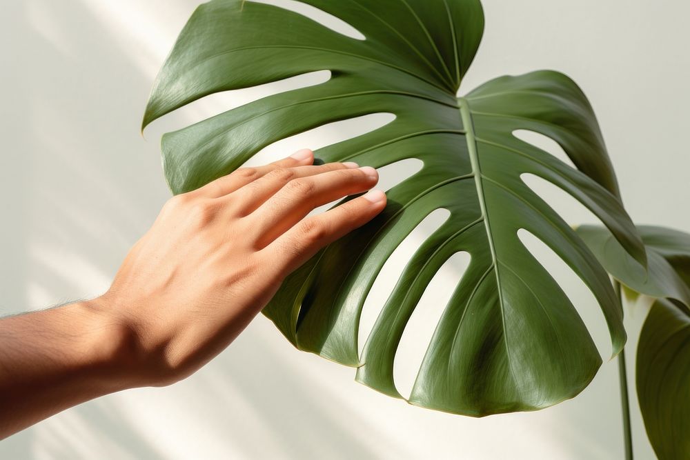 Hand touching a monstera leaf plant hand freshness. AI generated Image by rawpixel.