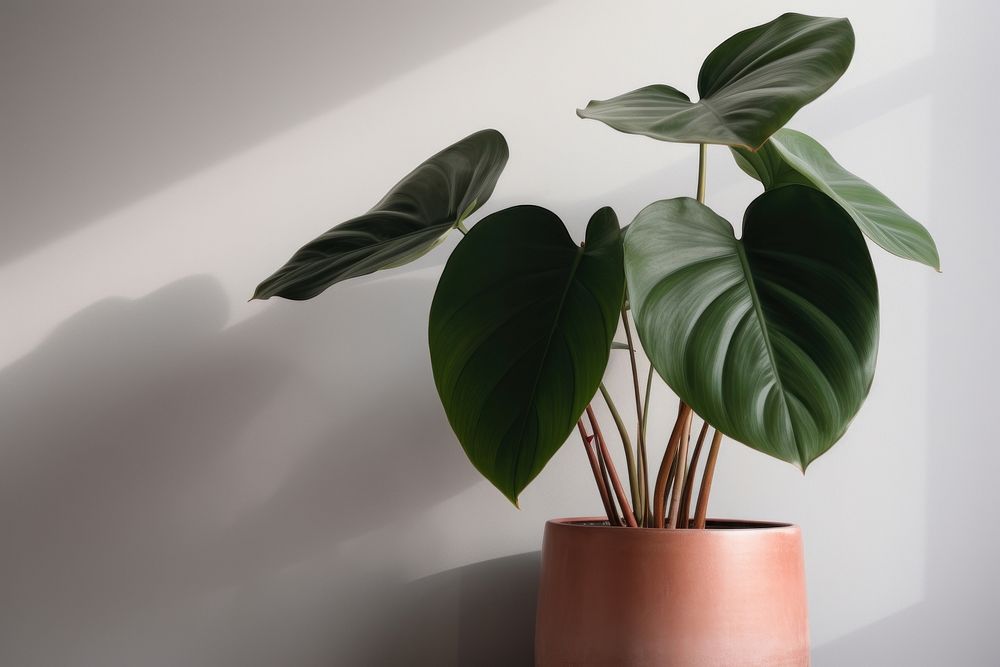 Indian rubber houseplant leaf freshness flowerpot. AI generated Image by rawpixel.