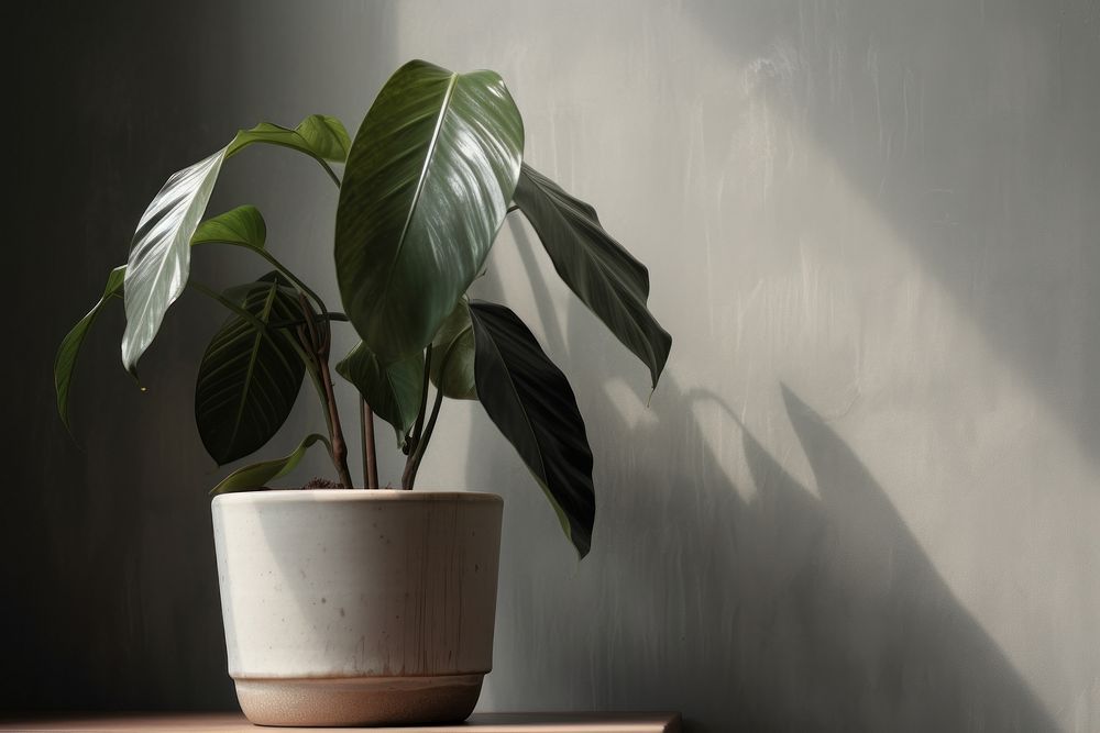 Indian rubber houseplant leaf flowerpot blossom. AI generated Image by rawpixel.