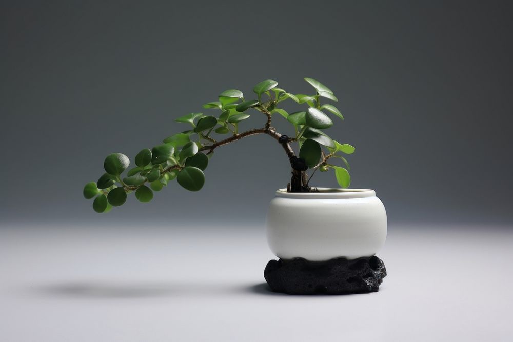 Potted plant porcelain pottery bonsai leaf tree potted plant. AI generated Image by rawpixel.