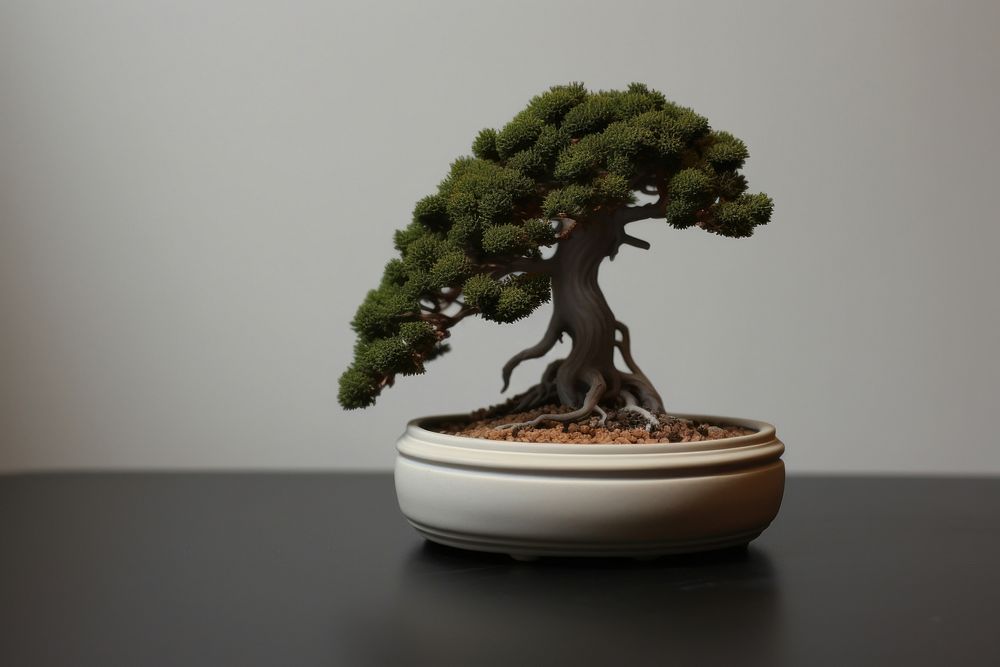 Potted plant porcelain pottery bonsai tree potted plant houseplant. AI generated Image by rawpixel.