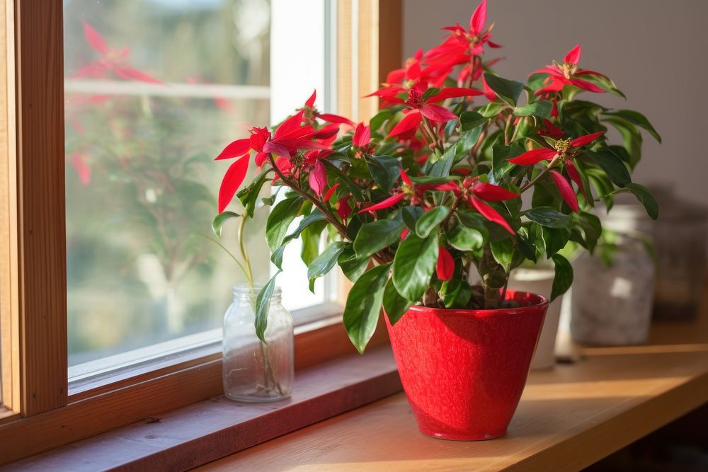 Red emerald pot windowsill arrangement houseplant decoration terracotta flowerpot. AI generated Image by rawpixel.