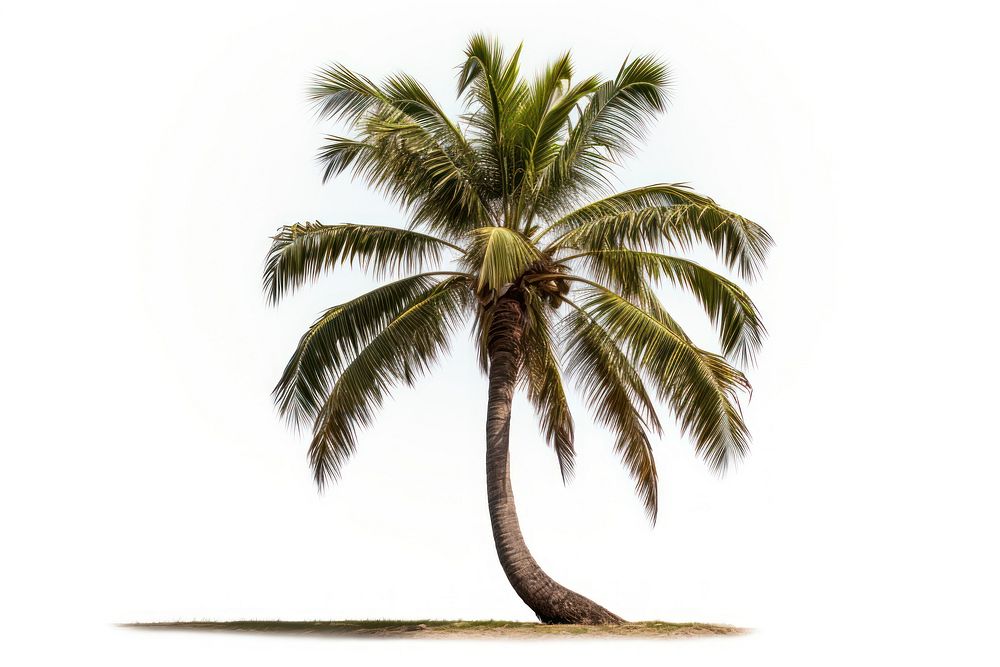 Tilted palm tree plant white background tranquility. 