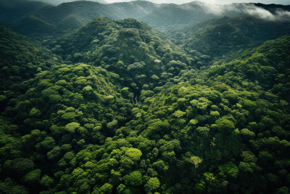  Forest landscape in Brazil background vegetation outdoors woodland. AI generated Image by rawpixel.
