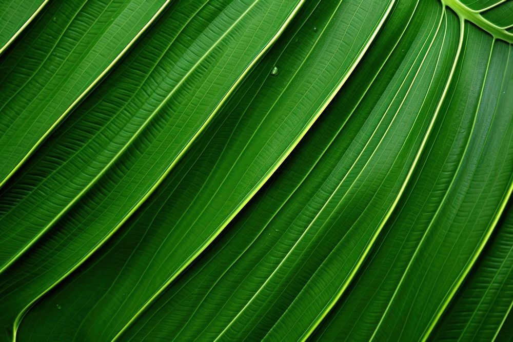  Tropical leaf texture plant green backgrounds. AI generated Image by rawpixel.