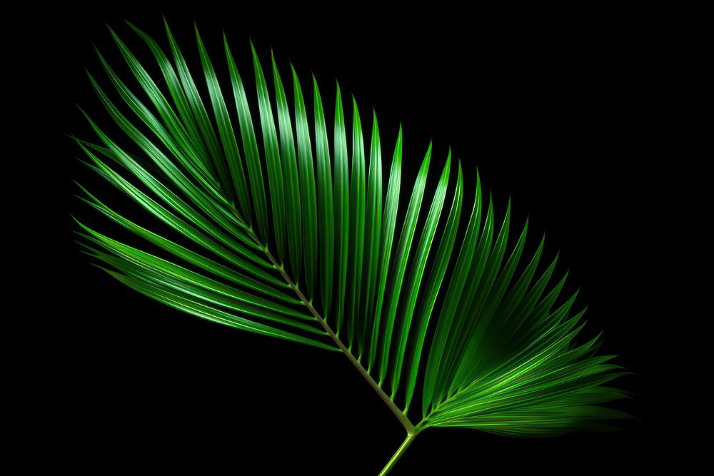 Tropical nature green palm leaf tropics plant tree. AI generated Image by rawpixel.