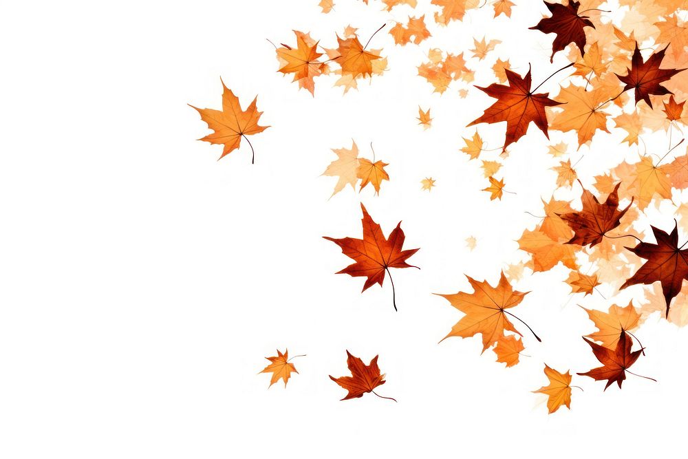 Maple leaves fall backgrounds plant leaf. AI generated Image by rawpixel.