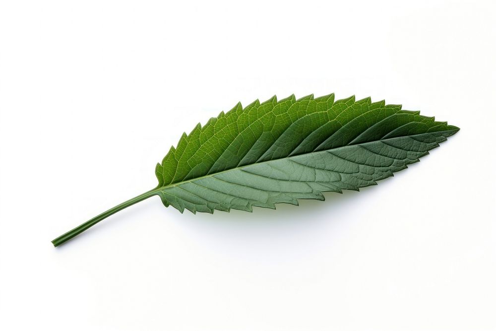 Sesame leaves leaf plant white background. AI generated Image by rawpixel.