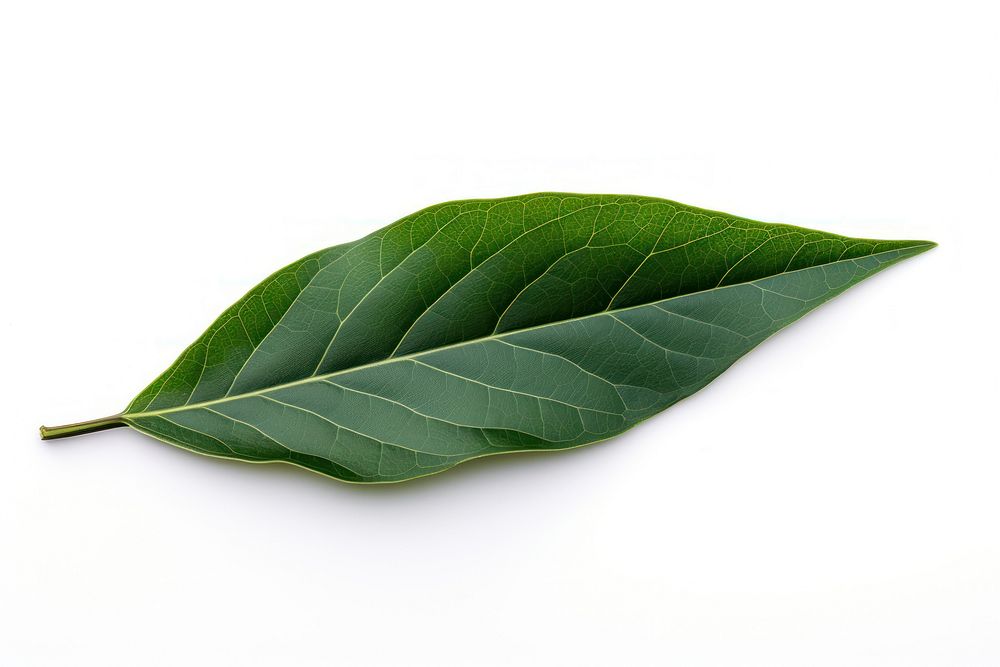 Sesame leaves leaf plant white background. AI generated Image by rawpixel.