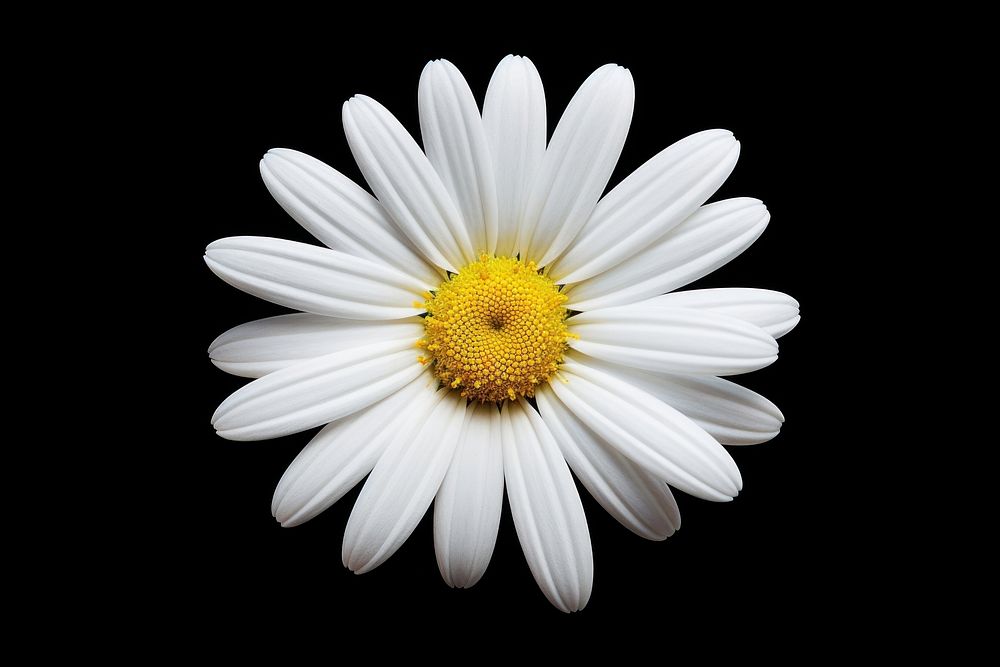 White Colored Daisy daisy flower petal.