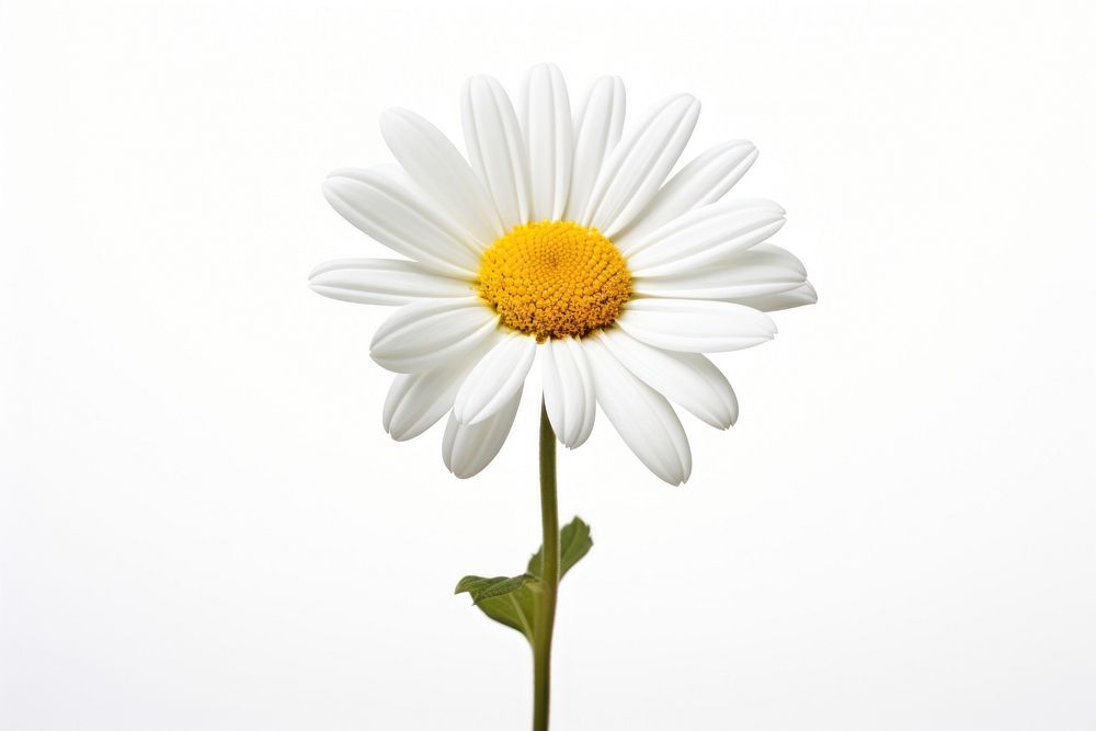 White Colored Daisy daisy flower petal.