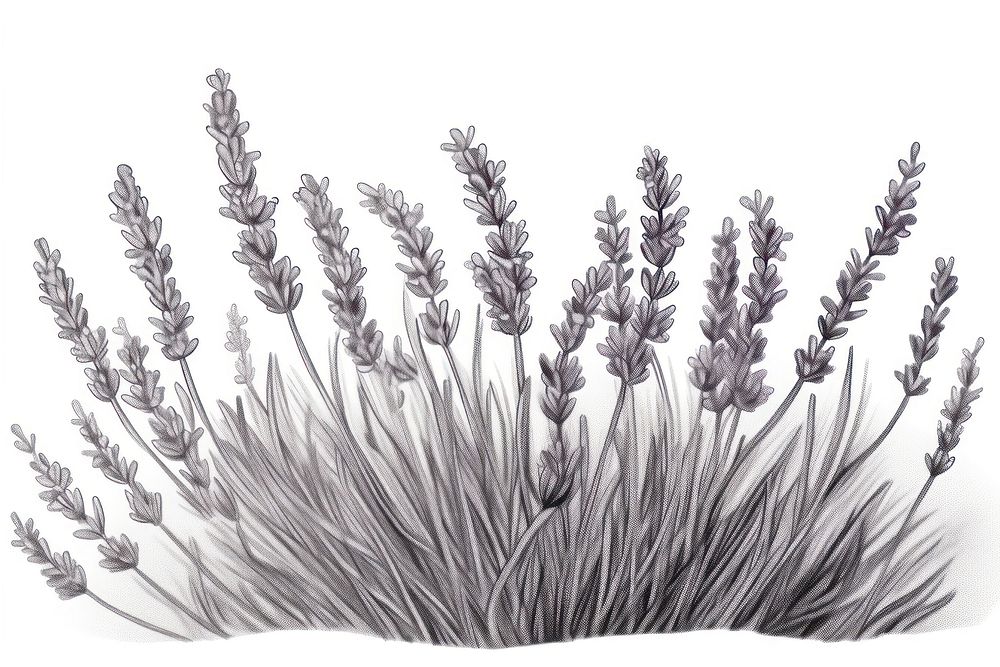  Lavender drawing sketch flower. AI generated Image by rawpixel.