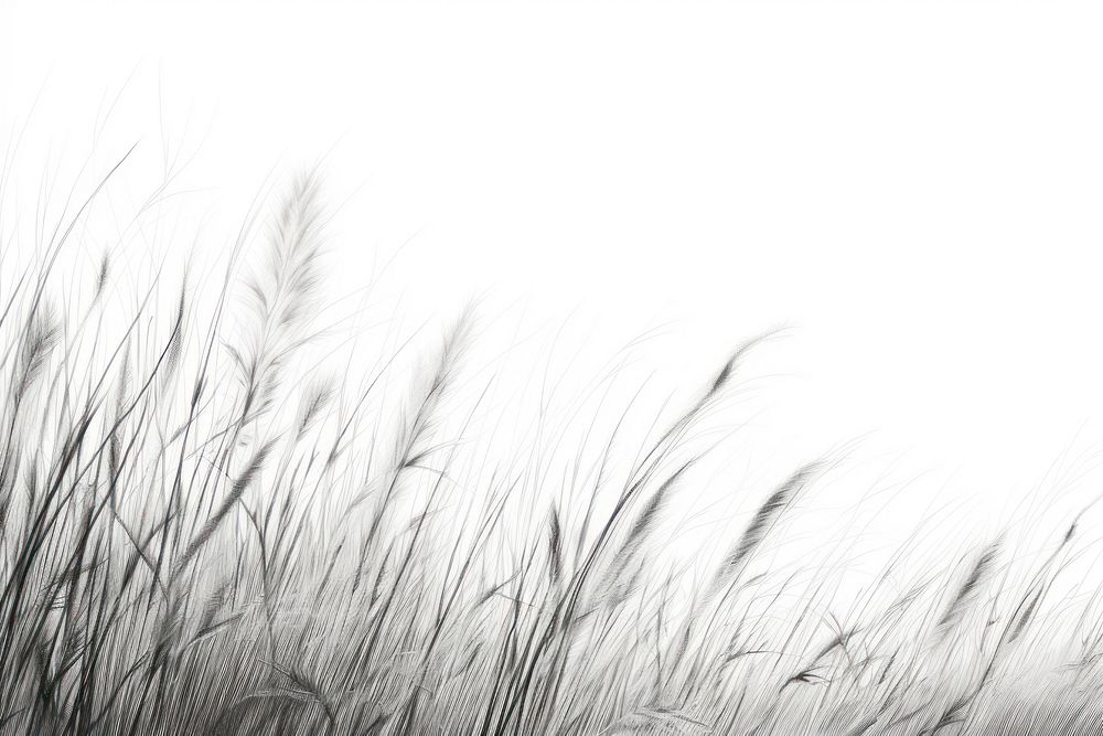  Grasses drawing sketch plant. AI generated Image by rawpixel.