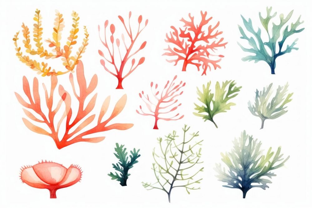 Drawing pattern plant sea.