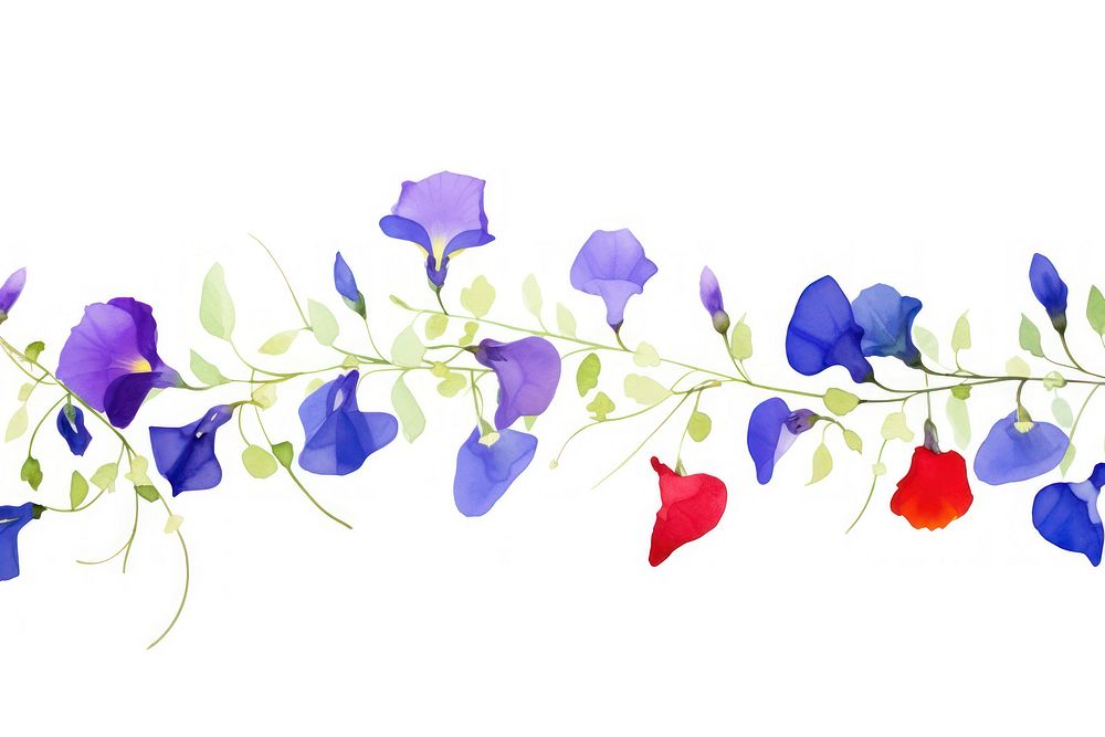 Butterfly pea flowers border plant petal white background.