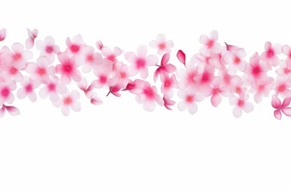 Cherry blossom petals border backgrounds flower plant.