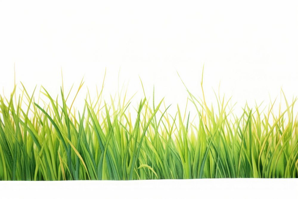 Grass nature backgrounds outdoors.