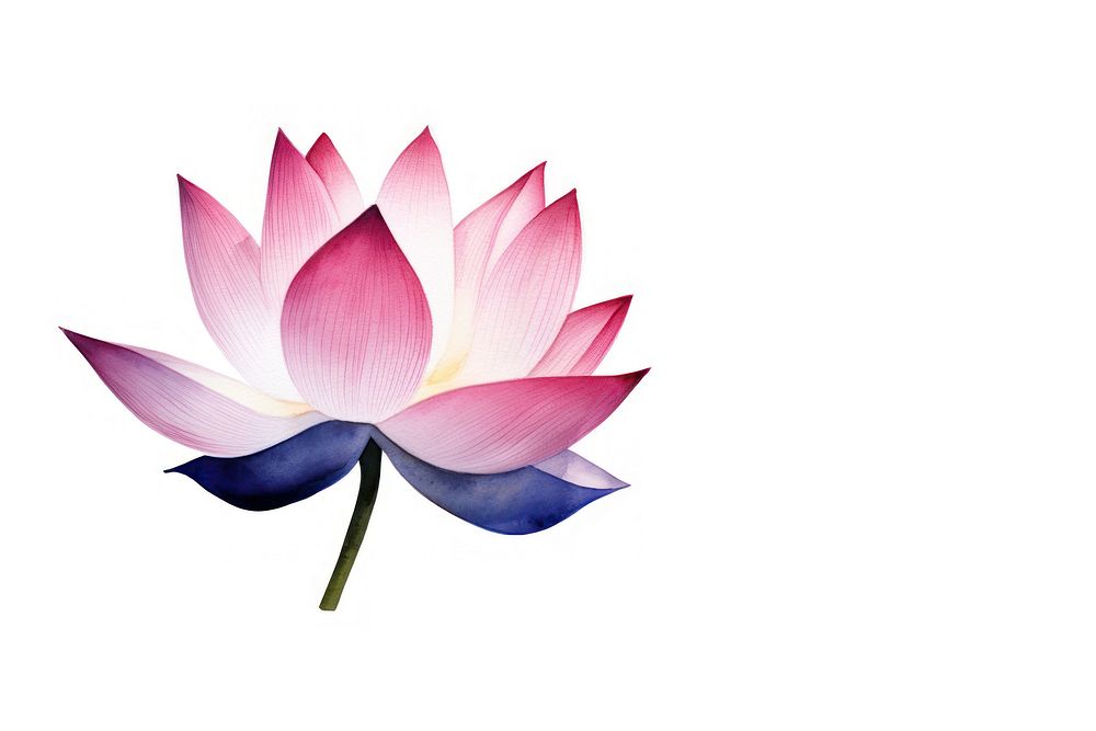 Lotus blossom flower petal.
