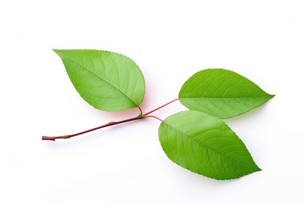 Small rose leaf plant green white background. AI generated Image by rawpixel.