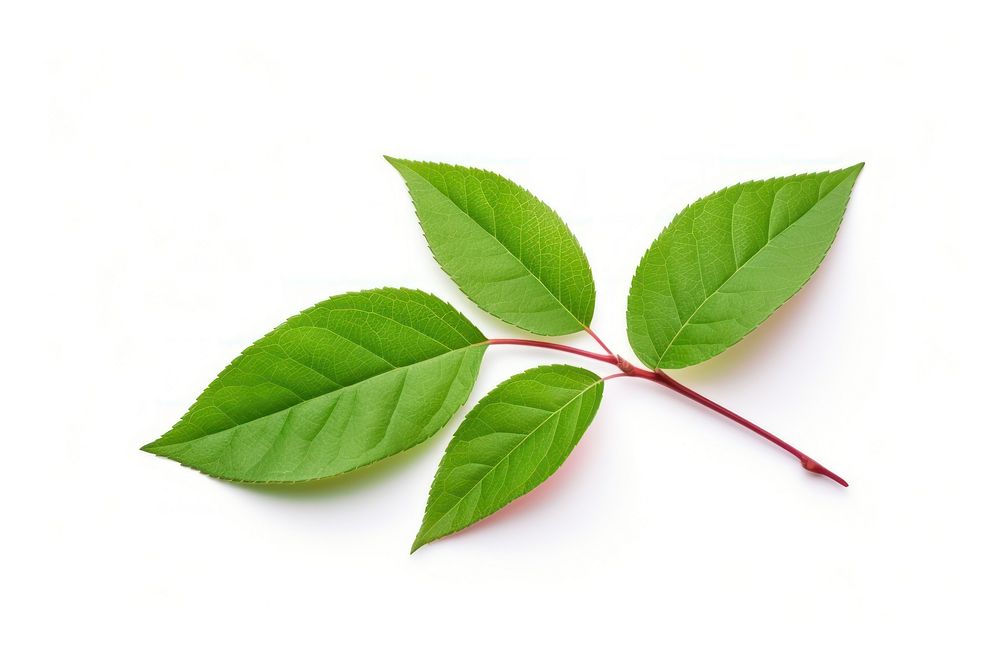Small rose leaf plant green tree. AI generated Image by rawpixel.