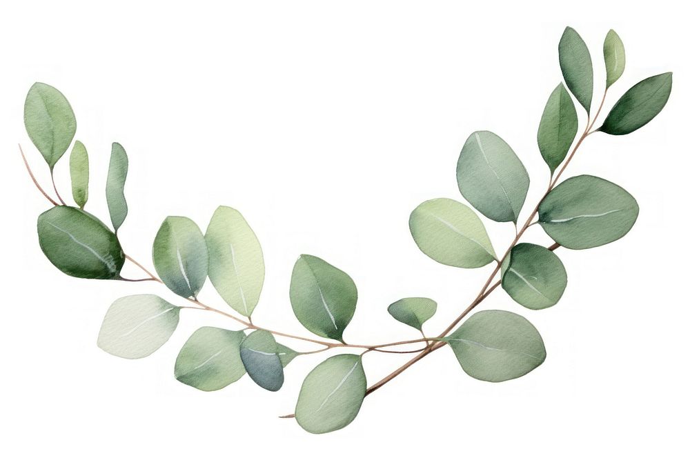 Eucalyptus branch plant leaf white background.