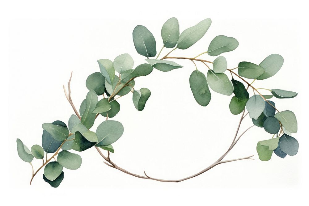 Eucalyptus branch circle plant leaf.
