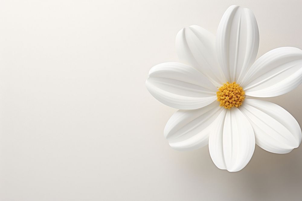 Minimal white flower petal plant inflorescence. AI generated Image by rawpixel.