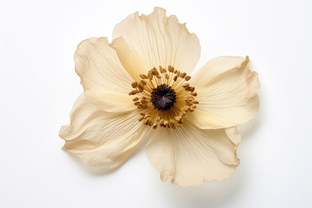 Real Pressed a single anemone flower petal plant white. AI generated Image by rawpixel.