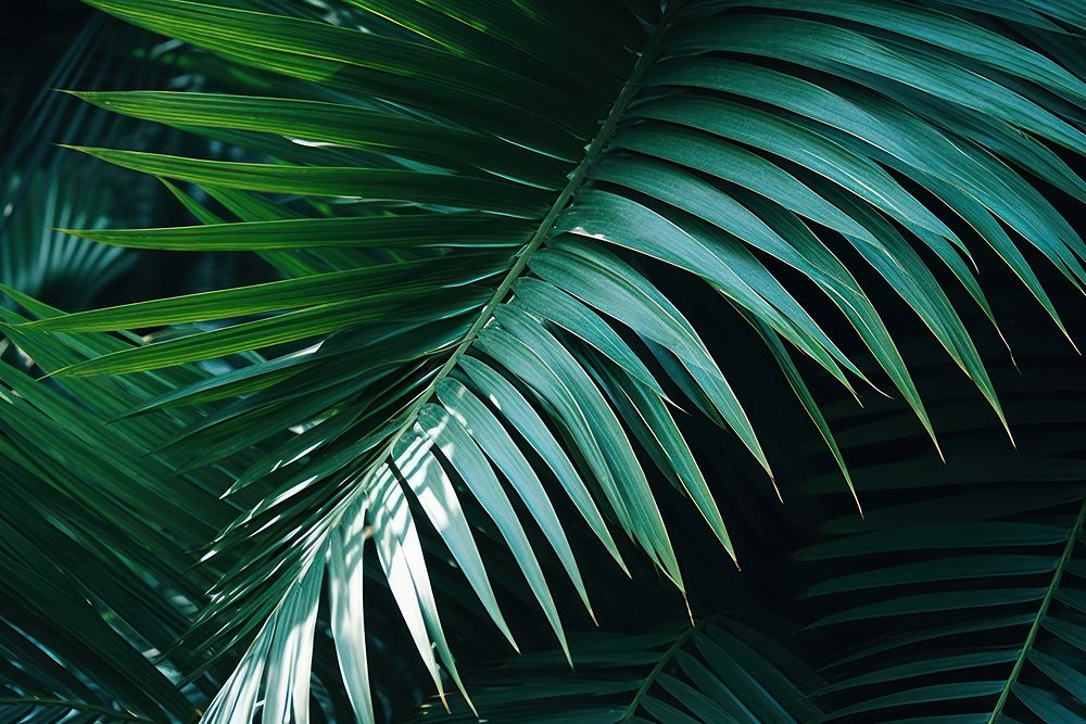 Palm leaves outdoors nature plant. AI generated Image by rawpixel.