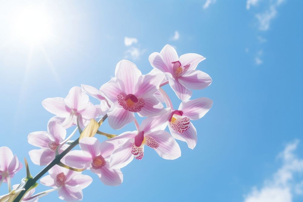 Orchid flower sky outdoors blossom. AI generated Image by rawpixel.