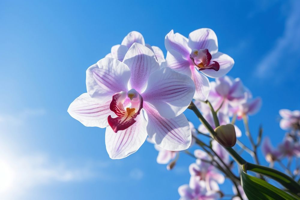 Orchid flower outdoors blossom nature. AI generated Image by rawpixel.