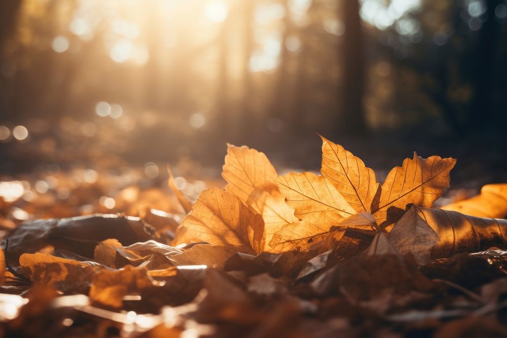 Fall leaves pile sunlight autumn plant. AI generated Image by rawpixel.
