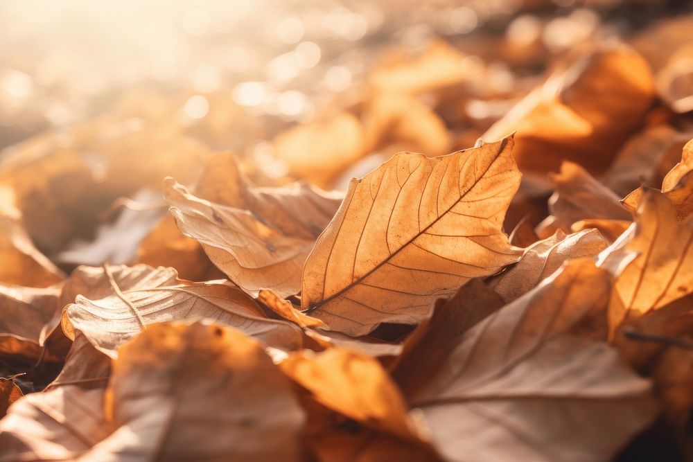 Fall leaves pile autumn plant leaf. AI generated Image by rawpixel.